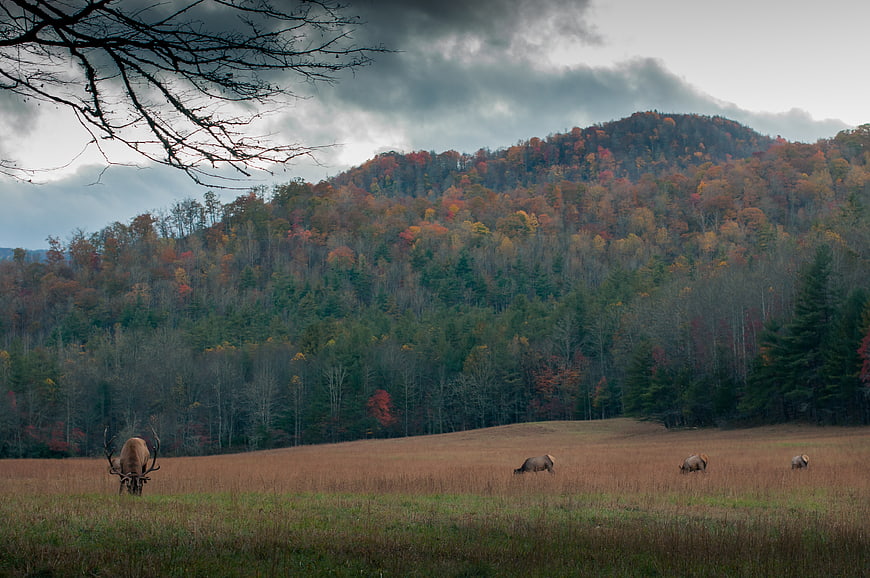Wildlife in Autumn Landscape with Mountain and Forest