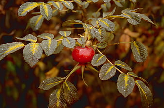 Red rose hip with water droplets on autumn leaves
