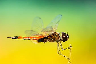 Red Dragonfly Perched on Twig Against Green Yellow Gradient