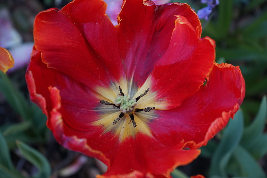Close-up of vibrant red tulip flower with yellow center