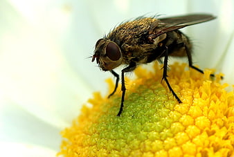 Macro Close-Up of a Fly on a Yellow Daisy Flower