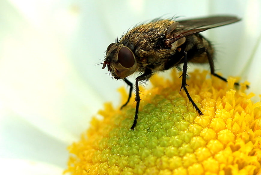 Macro Close-Up of a Fly on a Yellow Daisy Flower