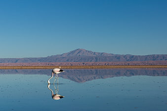 Flamingo foraging in calm lake with mountain reflection