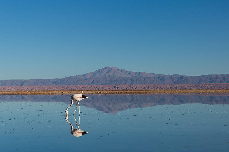 Flamingo foraging in calm lake with mountain reflection