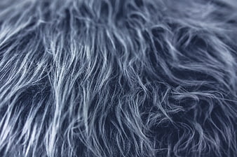 Close-up texture of soft gray fur background