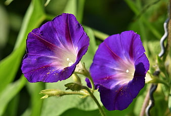 Vibrant Purple Morning Glory Flowers Blooming In Garden
