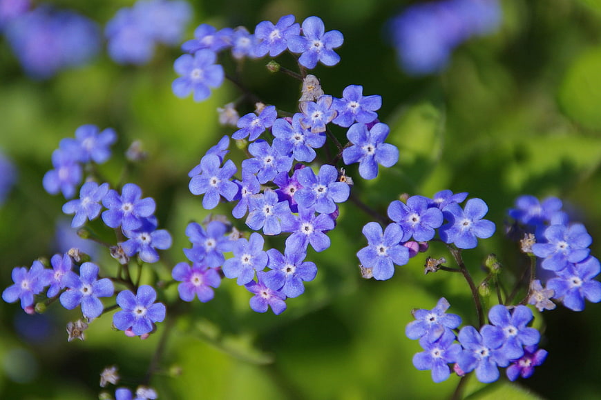 Close-up of vibrant blue forget-me-not flowers in bloom