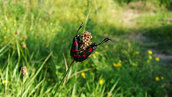 Two Six-Spot Burnet Moths Mating on a Dried Flower