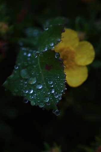 Close-up of green leaf with water droplets and yellow flower