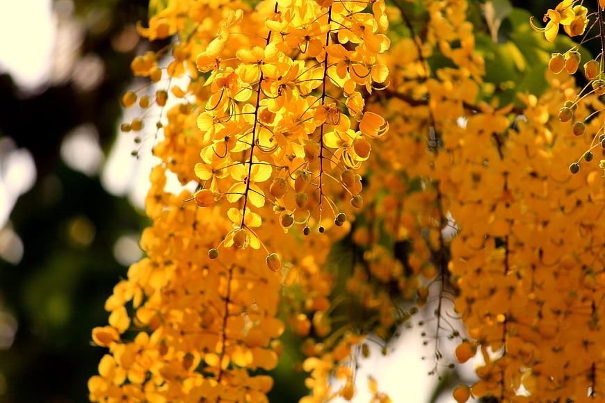 Golden Shower Tree Flowers Hanging in Sunlight