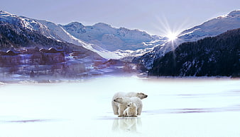 Polar Bear Family on Frozen Lake with Snowy Mountains and Sunburst