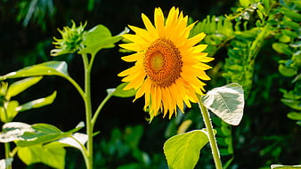 Vibrant Sunflower Bloom in Sunlit Garden