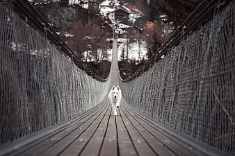 White Swiss Shepherd Dog Running on Wooden Suspension Bridge