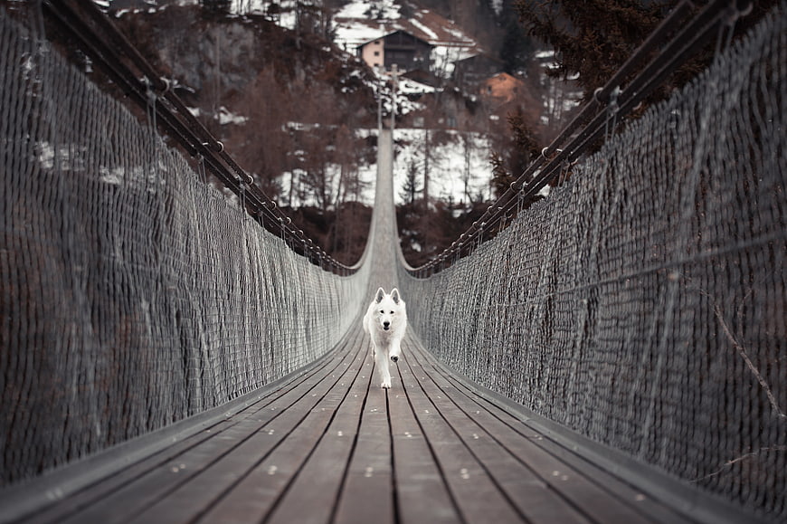 White Swiss Shepherd Dog Running on Wooden Suspension Bridge
