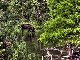 Moose drinking water in lush green forest swamp
