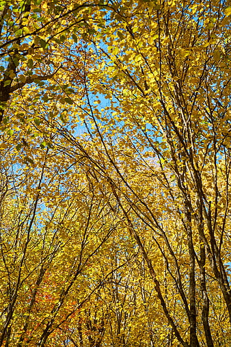 Low angle view of yellow autumn leaves against blue sky