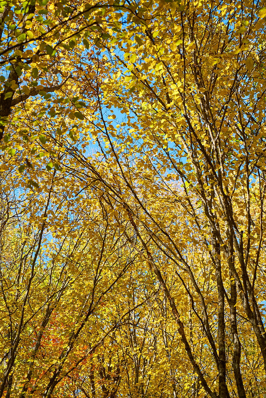 Low angle view of yellow autumn leaves against blue sky