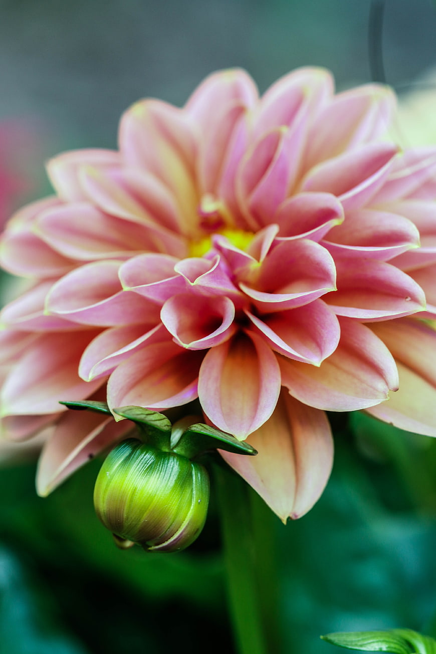 Close-up of Pink Dahlia Flower with Green Bud