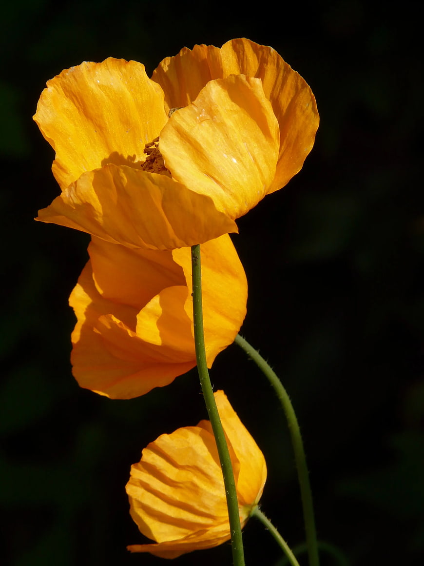 Vibrant Yellow Iceland Poppies Against Dark Background