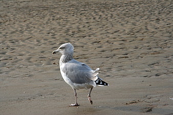 Seagull Walking on Sandy Beach Shore