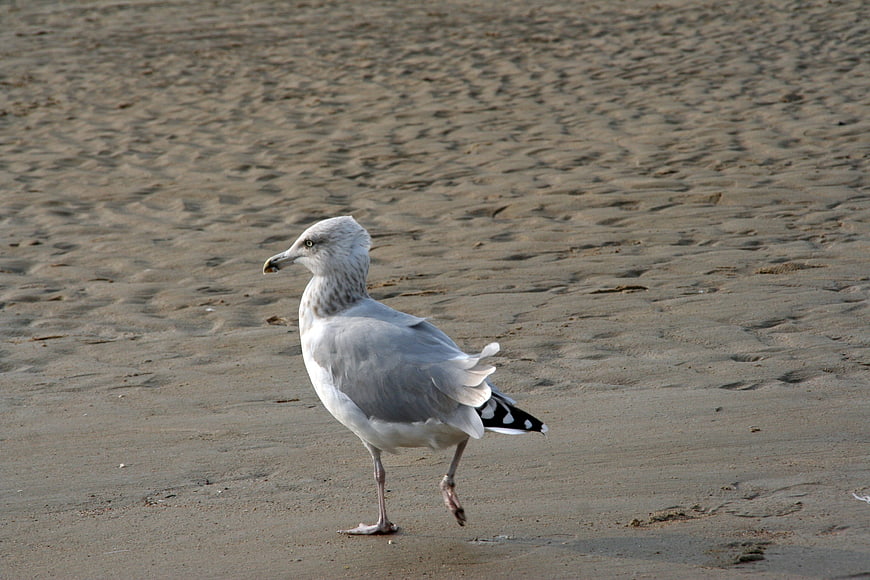 Seagull Walking on Sandy Beach Shore