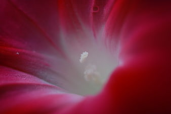Macro photography of a vibrant red flower interior