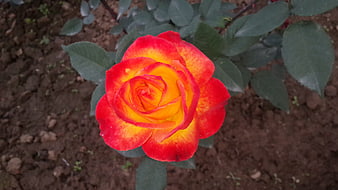 Vibrant Red and Yellow Rose in Garden Soil