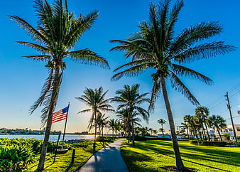 Tropical Palm Trees and American Flag by Waterfront Path