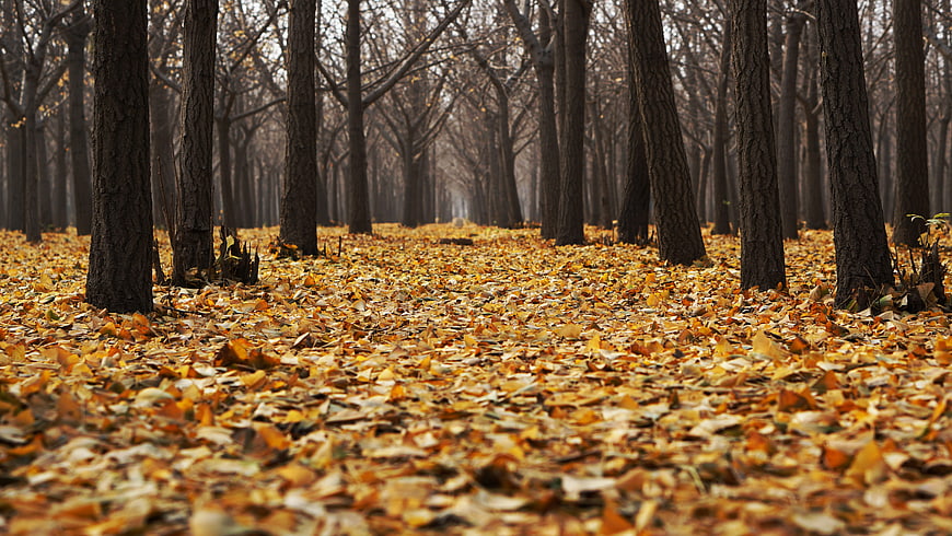 Autumn Forest Path Covered in Golden Fallen Leaves