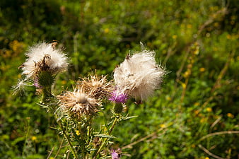 Close-up of fluffy white thistle seed heads in a meadow