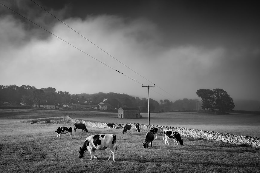 Black and white cows grazing in a misty rural field