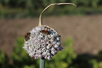 Honey bees pollinating a blooming allium flower head