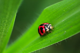 Close-up of a red and black ladybug on a green leaf
