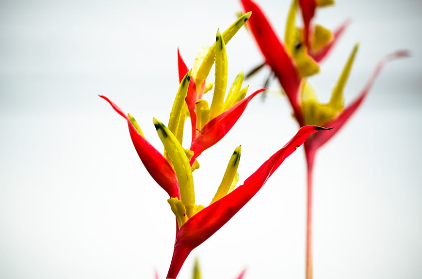 Vibrant Red and Yellow Heliconia Flower Close-Up