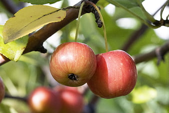 Two Ripe Red Apples Hanging On A Tree Branch