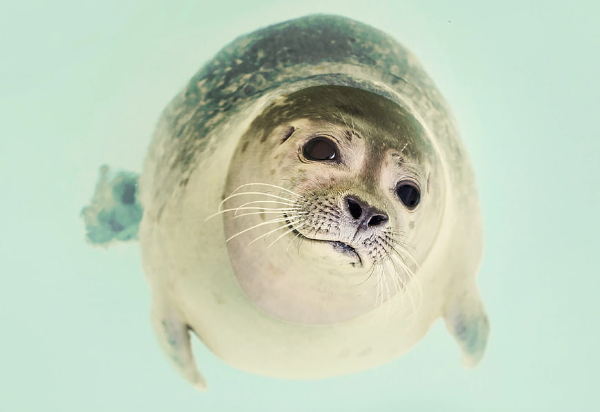 Cute Seal Swimming Underwater Looking Up
