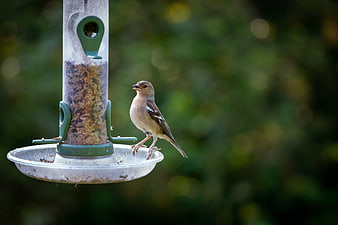 Small brown bird perched on a seed feeder in a garden