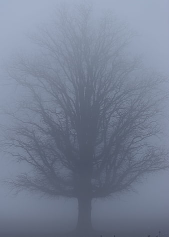 Silhouette of a bare tree in thick fog