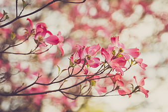 Pink Dogwood Blossoms on Branches with Soft Bokeh Background