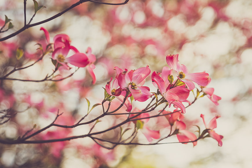Pink Dogwood Blossoms on Branches with Soft Bokeh Background
