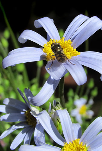 Hoverfly on Blue Daisy Flower Close Up