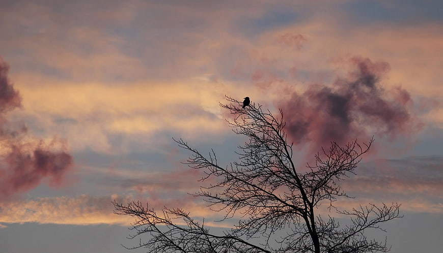 Silhouette of bird on bare tree branch against pink sunset sky