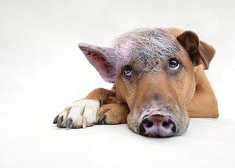 Funny pig-dog hybrid animal portrait on white background