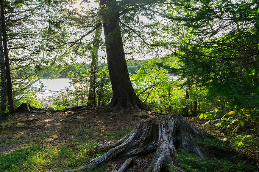 Sunlit forest view with large tree stump and lake background