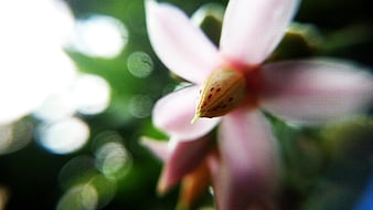 Close-up of pink flower with bokeh background