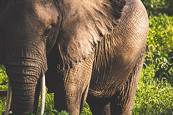 Close-up of African Elephant Skin Texture in Grass