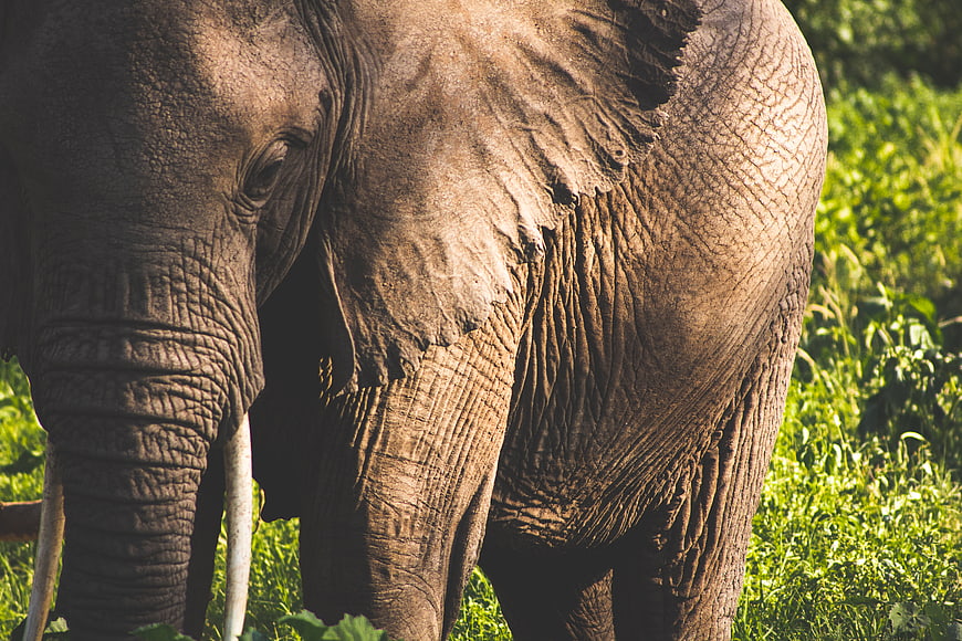 Close-up of African Elephant Skin Texture in Grass