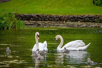 Mute swan family with cygnets swimming in a green pond