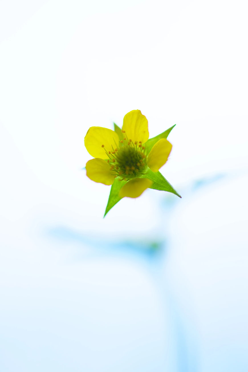 Yellow Wildflower Close-Up on White Background