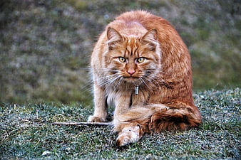 Fierce Ginger Cat Sitting On Grass With Intense Yellow Eyes